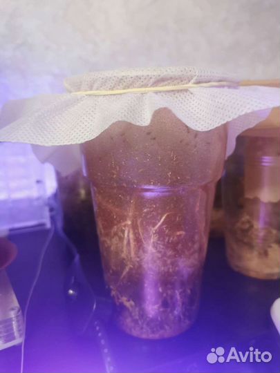 Дрозофила Хидея, Жук знахарь, Ногохвостка