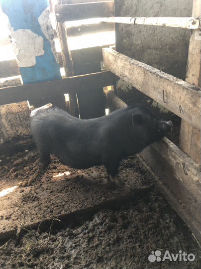 Свинья вьетнамская