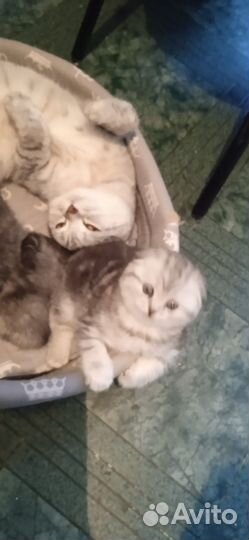 Серебристая шиншилла вислоухая