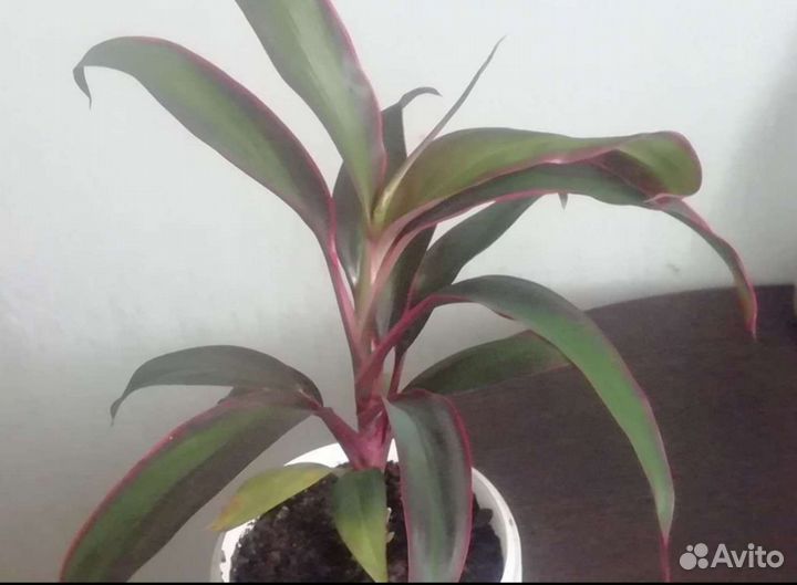 Цветочки комнатные