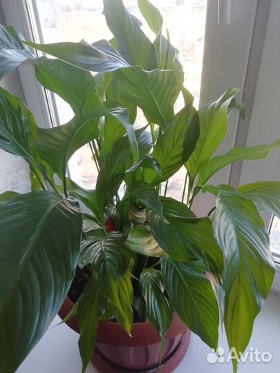 Спатифиллум