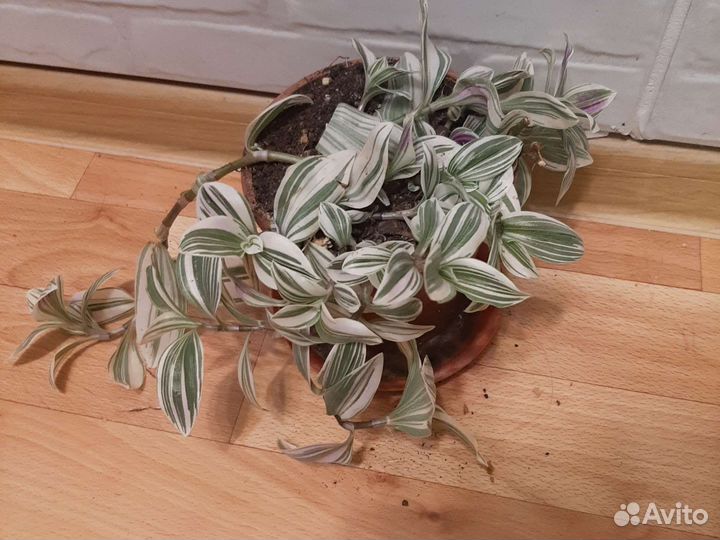 Традесканция