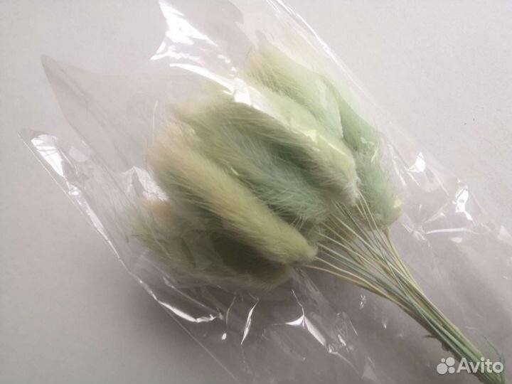 Лагурус голубой