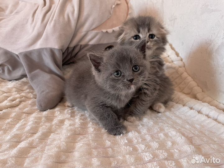 Шотландская вислоухая