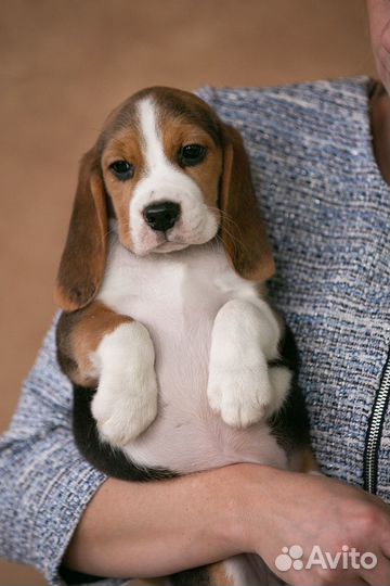 Щенок бигль