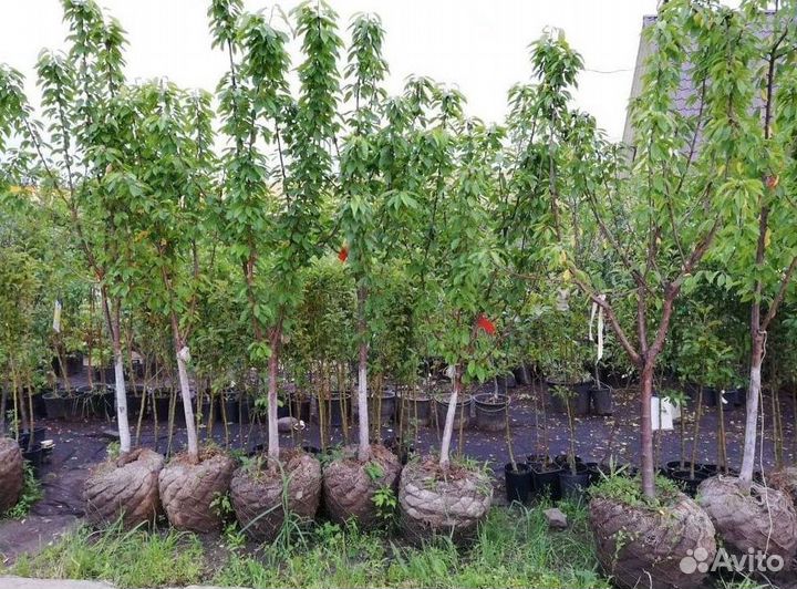 Черешня саженцы из питомника