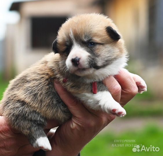 Вельш корги пемброк