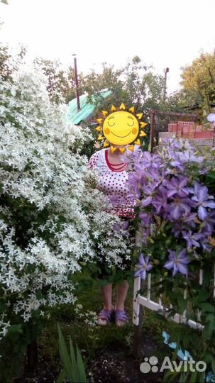 Клематис, Мята 2 сорта, мелиса