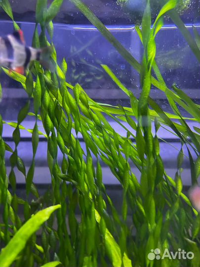 Аквариумные водоросли, рыбки Гуппи, улитки