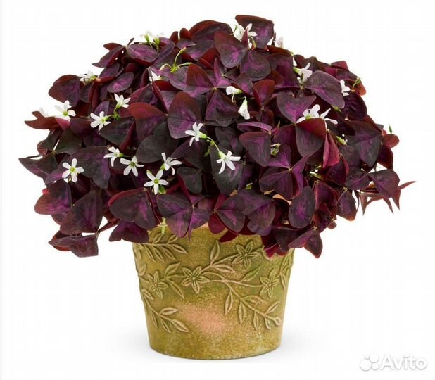 Комнатные цветы Кислица (Оксалис)