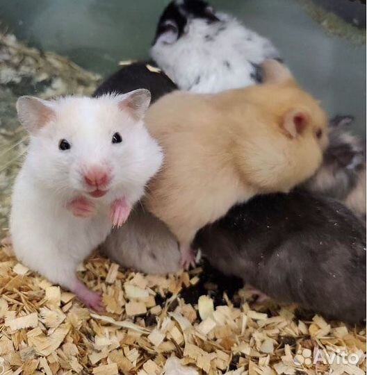 Сирийский хомяк