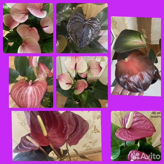 Антуриум обновление ассортимента