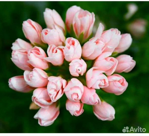 Сортовые пеларгонии