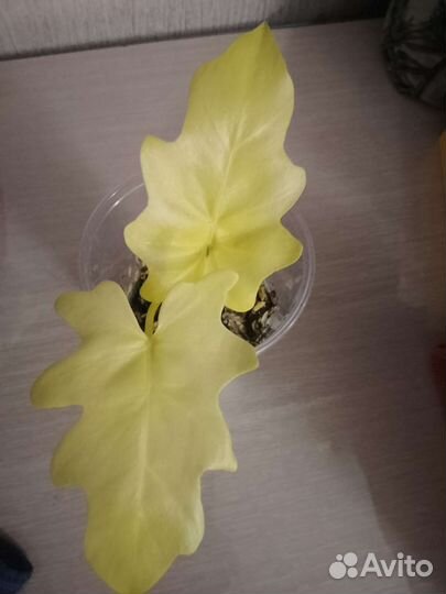 Филодендрон голд сатин