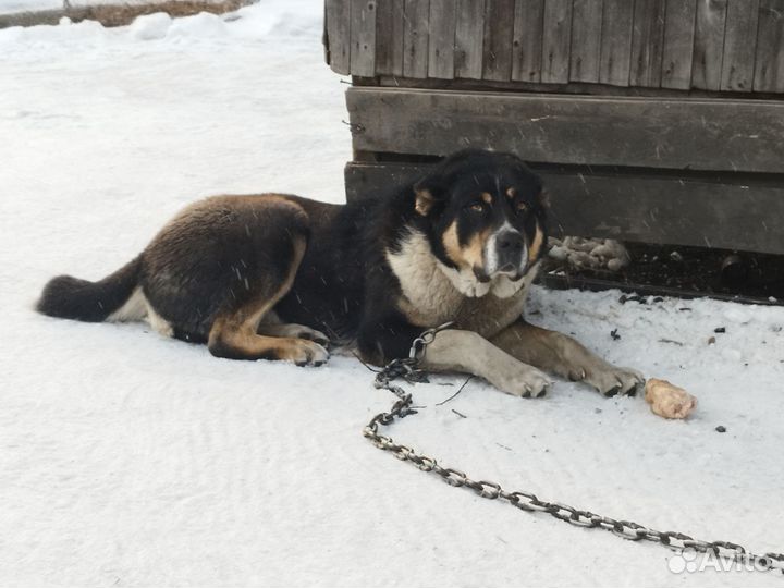 Вязка алабая,Кабель 1 год