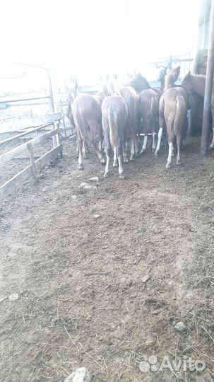 Жеребята полу-тяжи 2023года