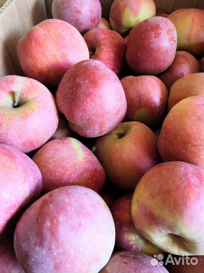 Продам яблоки