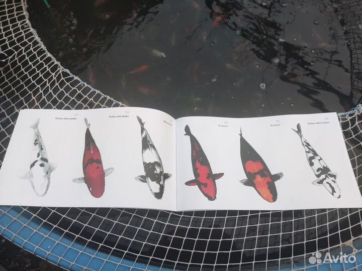 Атлас-определитель пород японских карпов кои