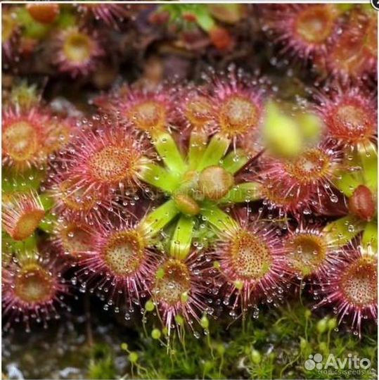Росянка промежуточная семена