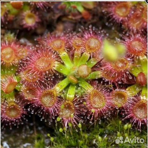 Росянка промежуточная семена