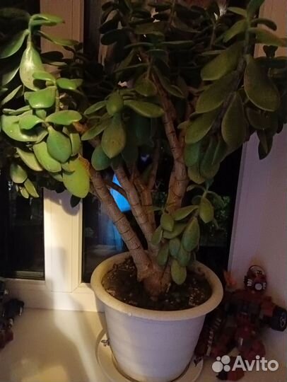 Продам денежное дерево