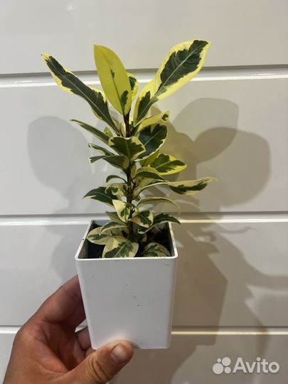 Фикус Альбомаргината