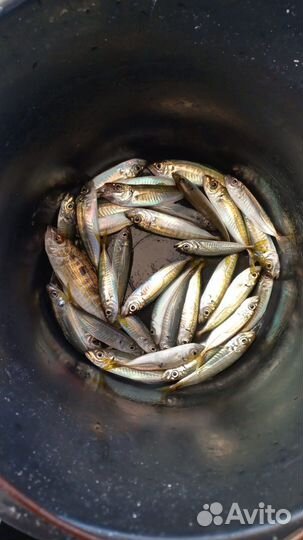 Морская рыбалка