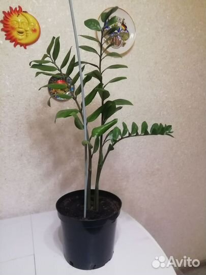 Замиокулькас