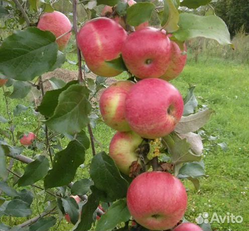 Саженцы яблонь