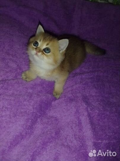 Золотые шиншиловые бриташки