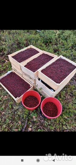 Брусника ягода