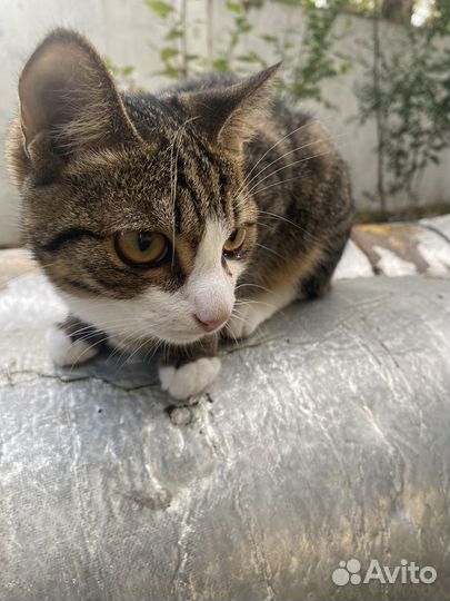 Коты в добрые руки