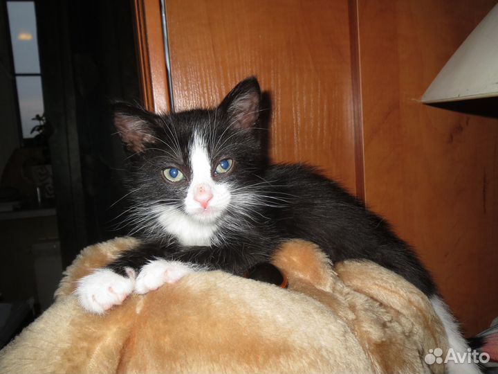 Котёнок Веня ищет свою семью