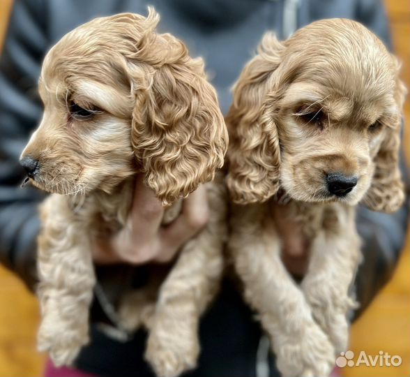 Английский Кокер спаниель