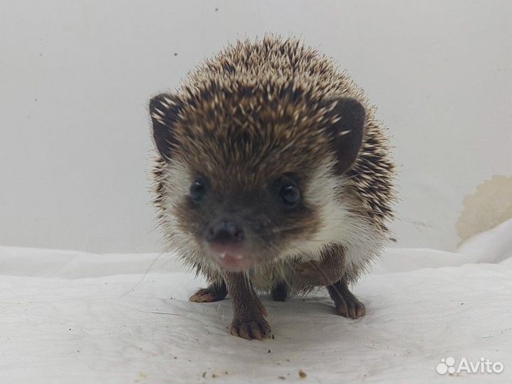 Еж на вязку