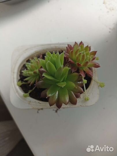 Комнатные растения