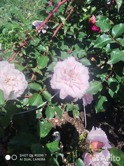 Роза плетистая