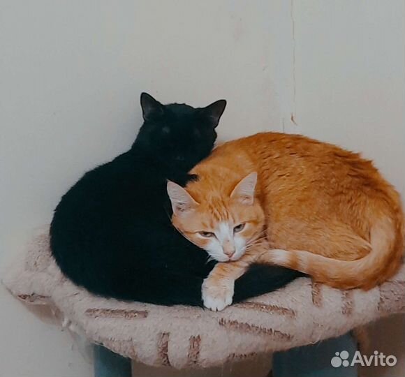 Миниатюрная кошечка