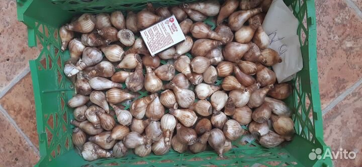 Нарциссы (луковицы)