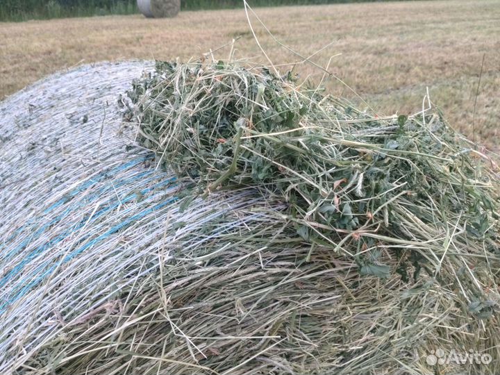 Сено в рулонах люцерна первый укос