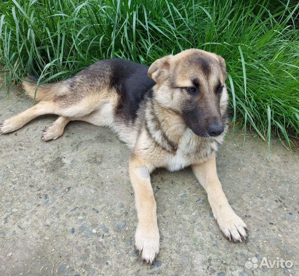 Собака в добрые руки