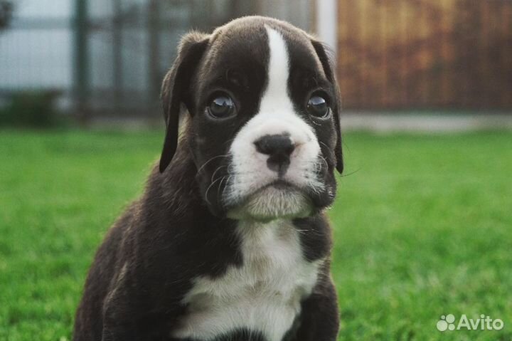 Щенок боксера Митяй