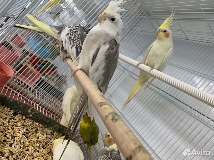 Экзотические птицы-попугай,амадины,кенары