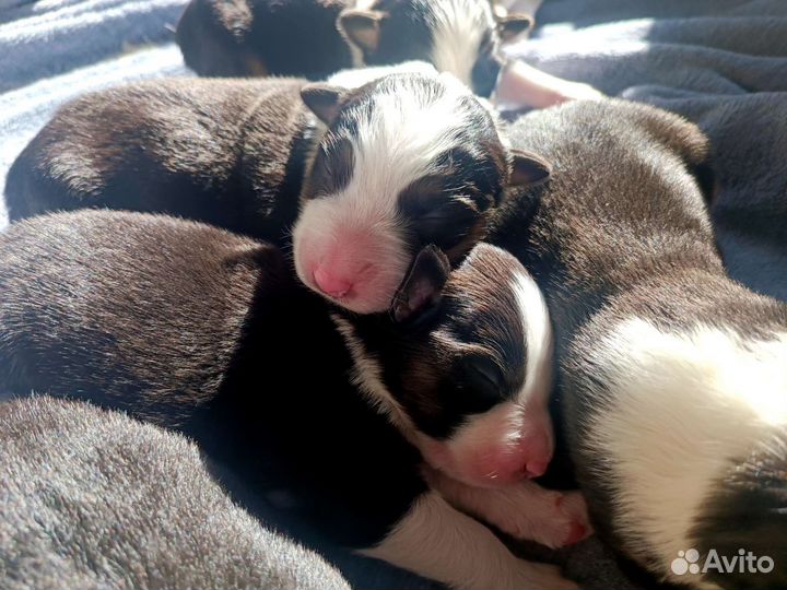 Щенки аусси