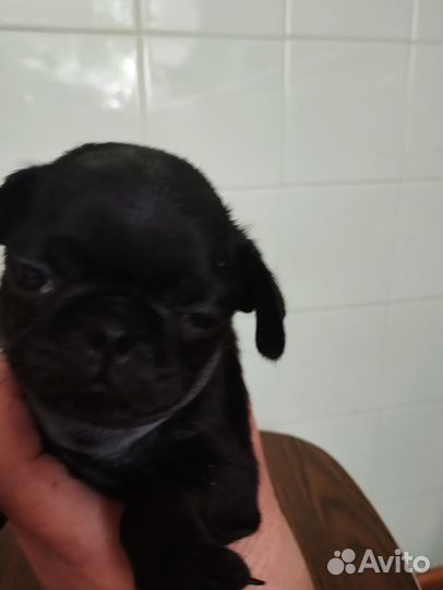 Собаки щенки