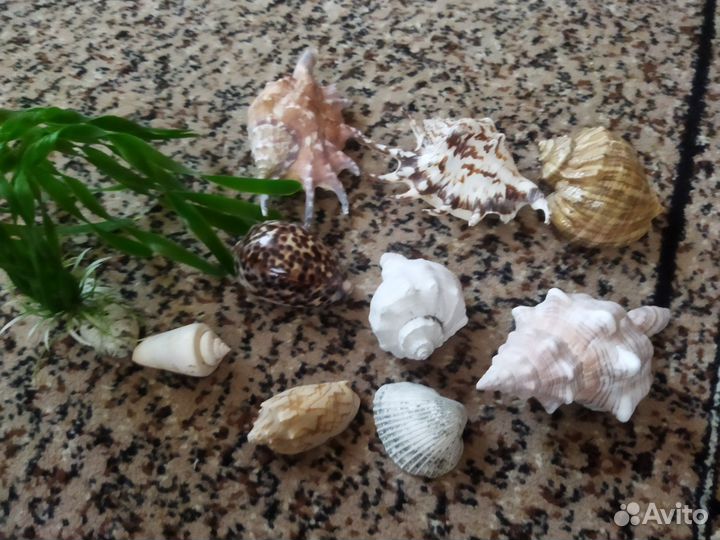Ракушки для аквариума