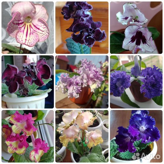 Стрептокарпусы