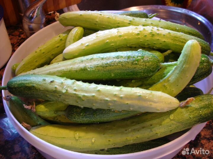 Семена сортовых огурцов собственного сбора