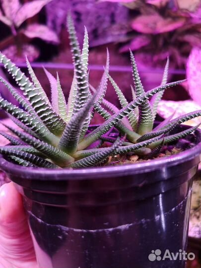 Хавортия полосатая