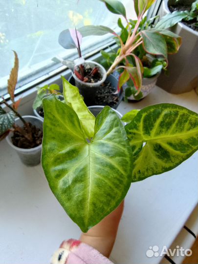 Сингониумы